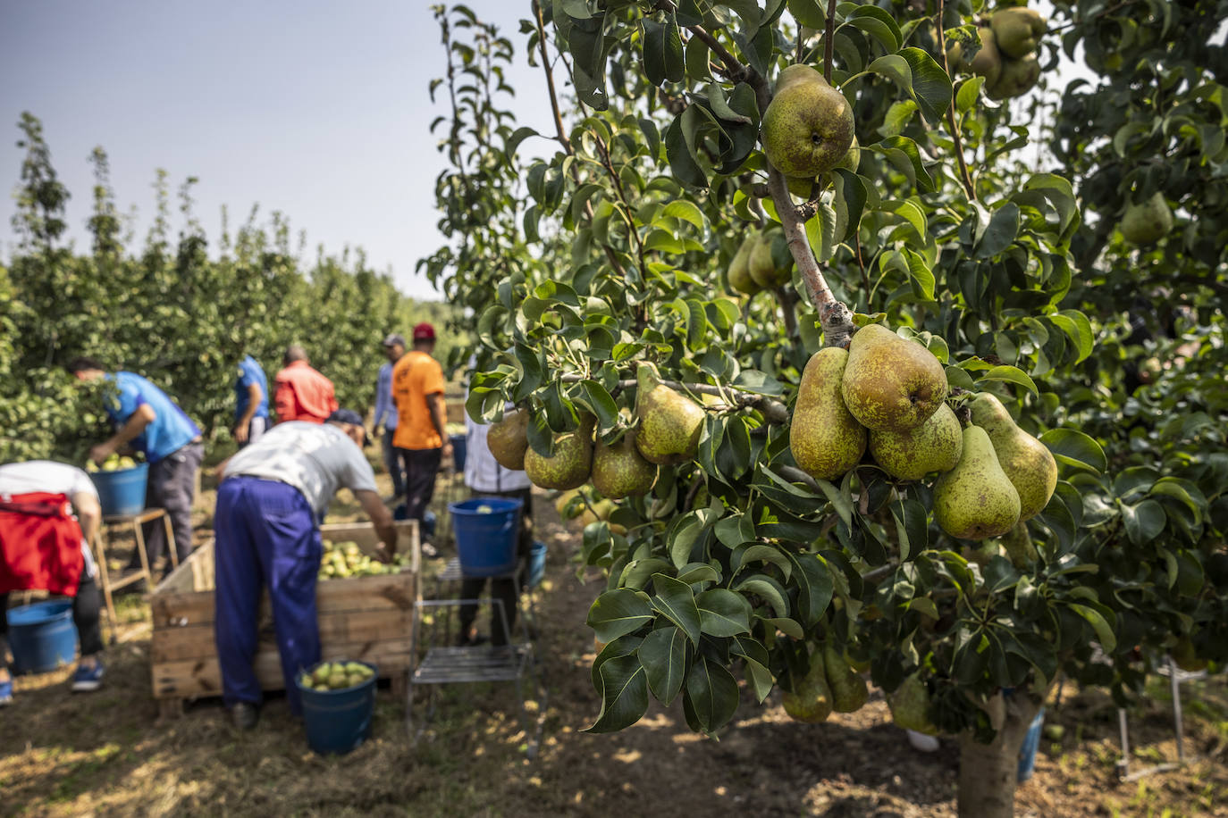 La cosecha de peras de Rincón, en marcha