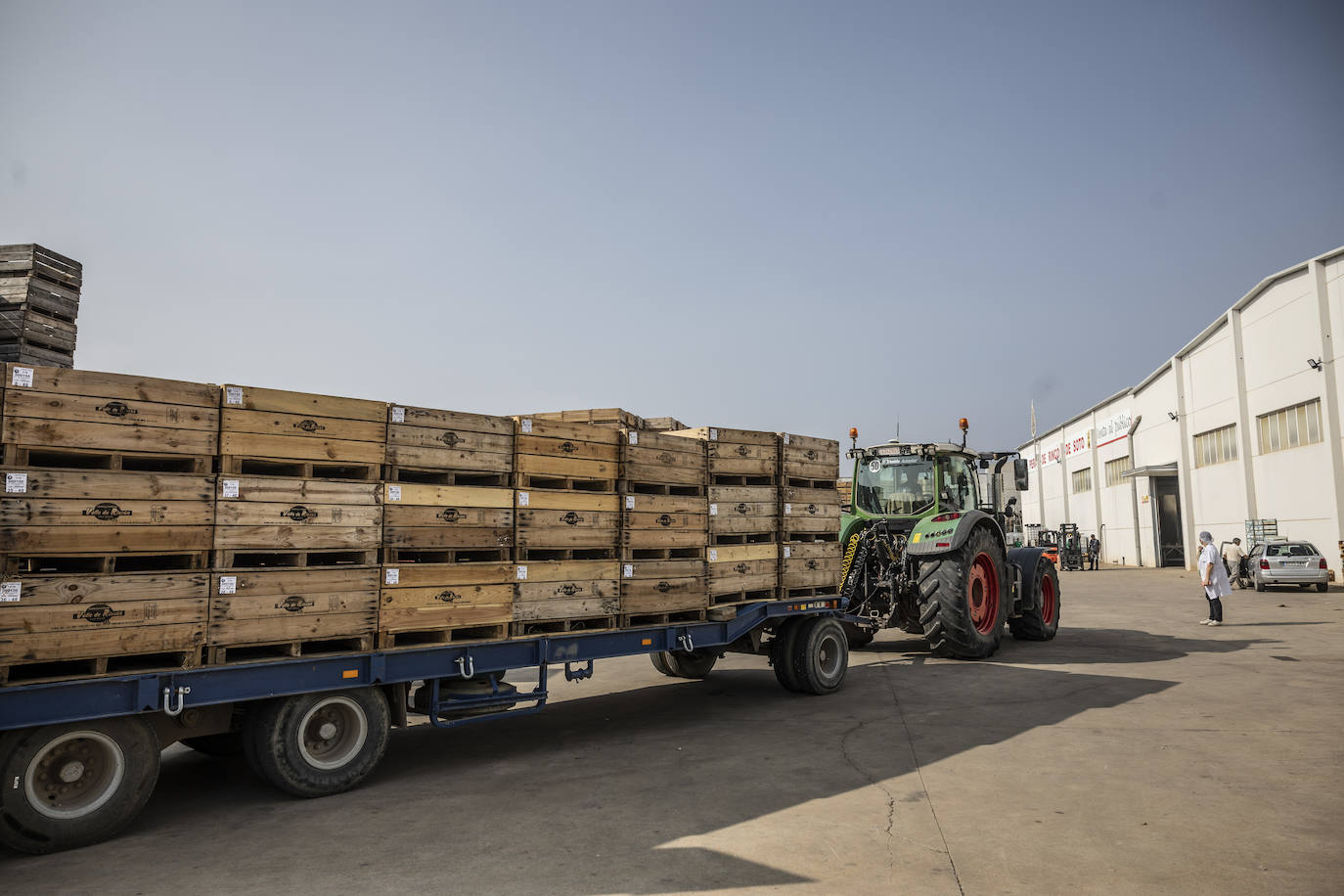 La cosecha de peras de Rincón, en marcha