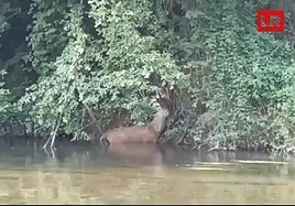 Vídeo | Rescatan a un ciervo del río Najerilla: «Se atascaba en el fango»
