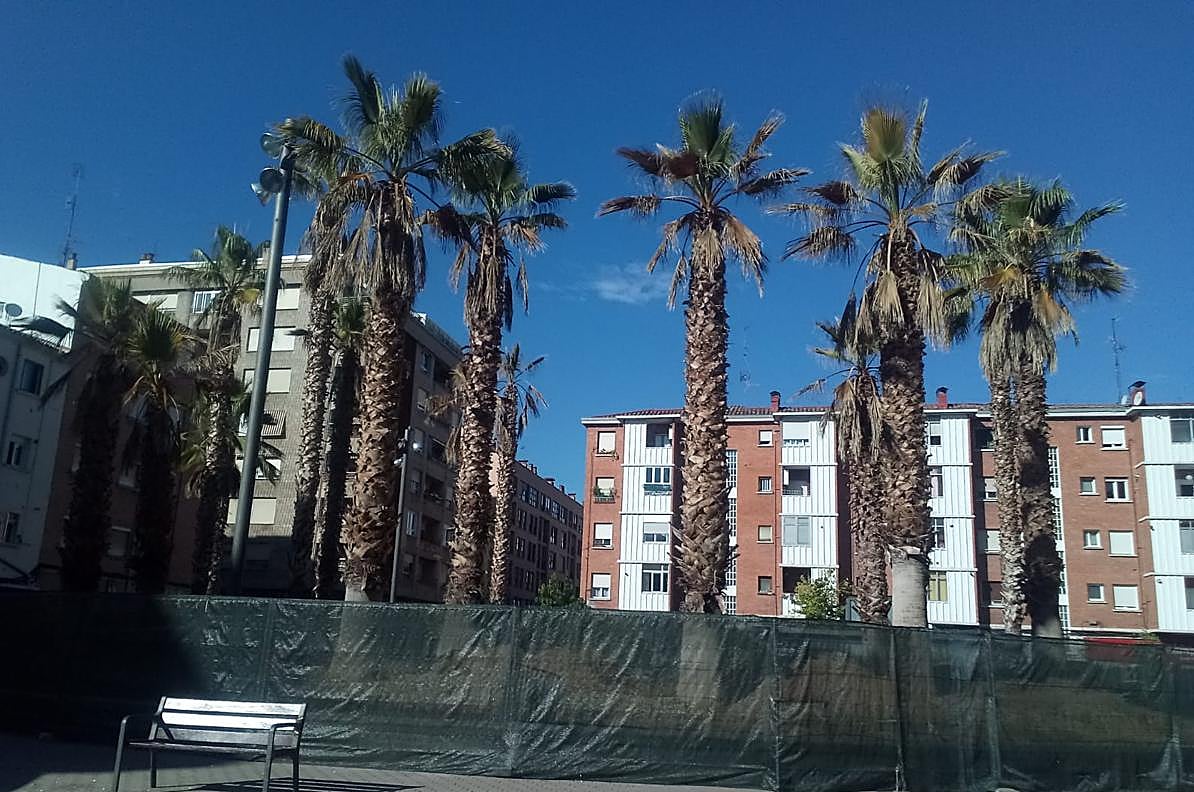 Las palmeras de la plaza Valcuerna están valladas.