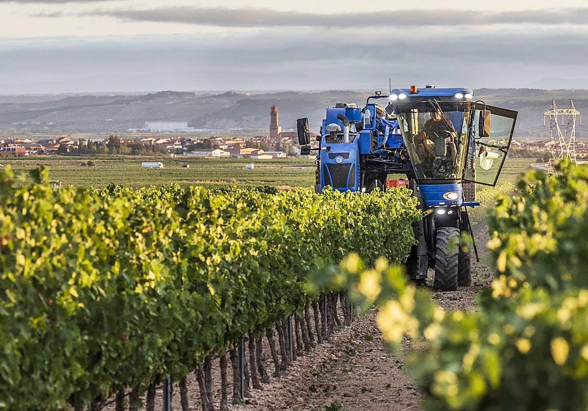 Vendimia en Aldeanueva de Ebro.