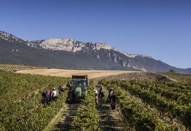 Vendimia con la Sierra de Cantabria al fondo