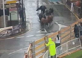El ganado, corriendo solo por las calles, vacías por la lluvia