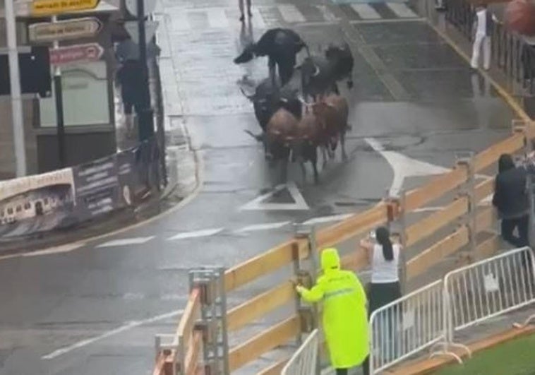 El ganado, corriendo solo por las calles, vacías por la lluvia