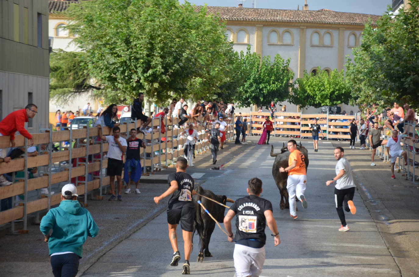 Las imágenes de la ofrenda de flores a los patronos en Calahorra