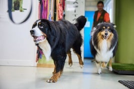 Dos perros regresan con sus dueños tras una estancia en la Residencia Riverarce.