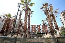 Las palmeras de Valcuerna agotan sus últimos días en esta plaza antes de su traslado.