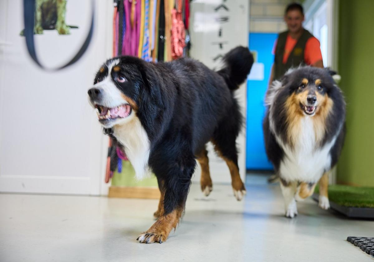 Dos perros regresan con sus dueños tras una estancia en la Residencia Riverarce.