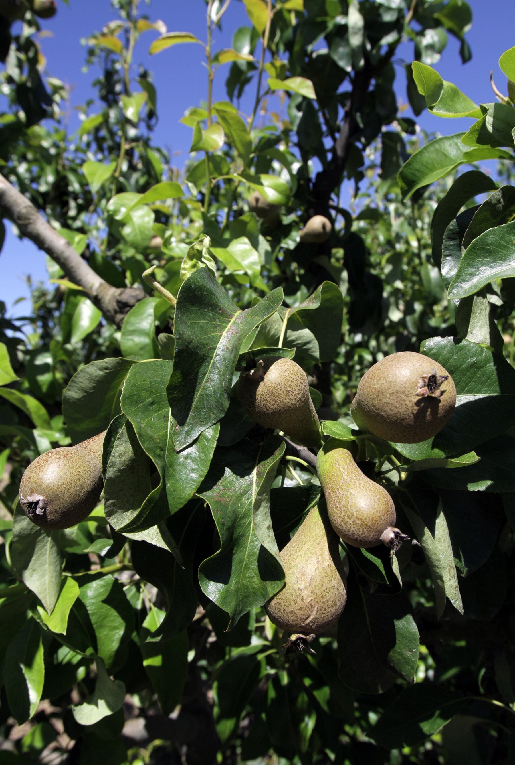 Pera conferencia en Entrena, a punto de ser recogida.