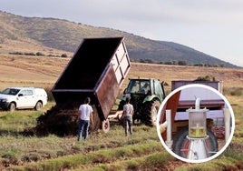 Cosecha y aceite obtenido del campo de lavanda en la Finca Ordoyo de Quel.