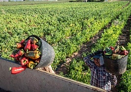 Unos trabajadores recogen pimientos en Tricio, durante la pasada campaña.