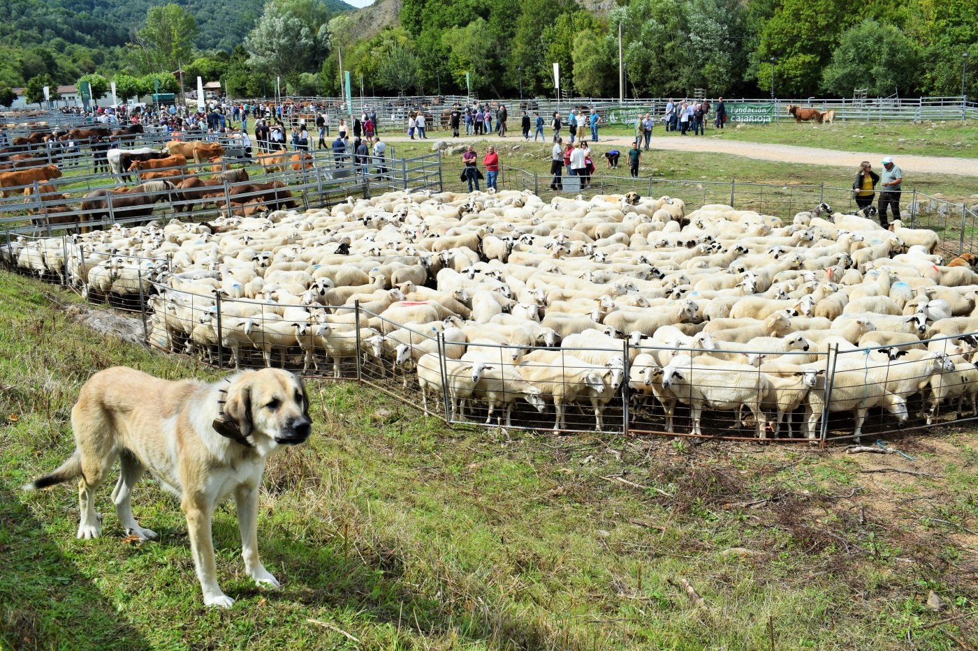 Uno de los mastines que custodian el rebaño de Javier Elías durante la Feria del Ganado de Villoslada.