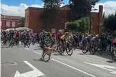 La Policía Local de Haro denuncia al propietario del perro de la Vuelta que se paseó entre el pelotón de ciclistas