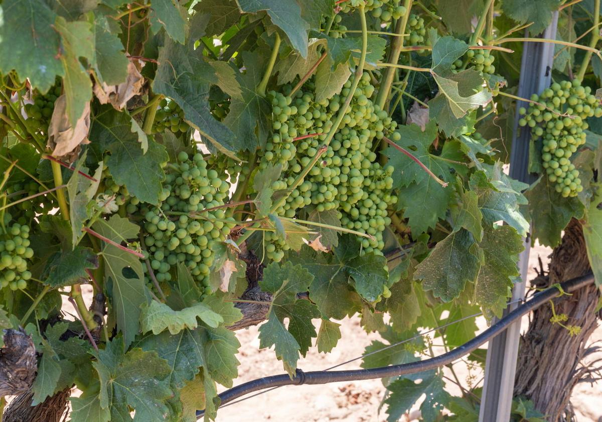 Los agricultores reclaman «sanciones urgentes» para las bodegas que pagan la uva por debajo del coste