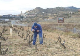 Un agricultor poda un viñedo en el límite entre la comunidad de La Rioja y el territorio de Álava, a la altura de Labastida.