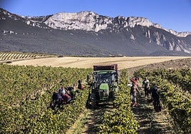 Imagen de la vendimia 2023.