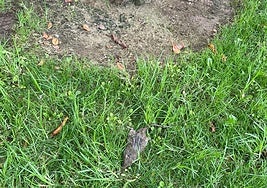 «Ni un solo taxi en la noche del sábado en Logroño»