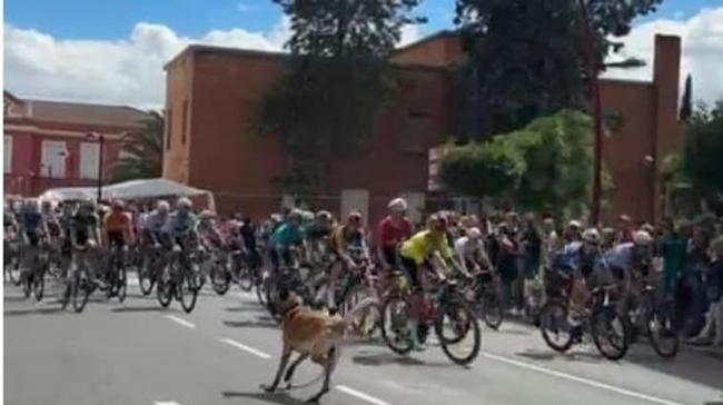 ¿Cuál ha sido la multa para el propietario del perro que invadió la Vuelta Ciclista en Haro