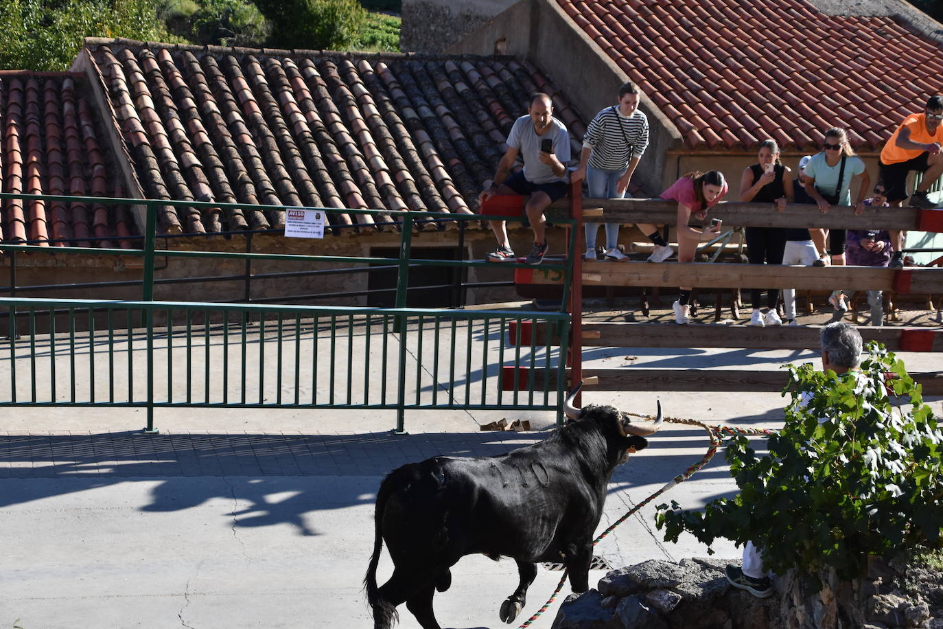 Toro ensogado en las fiestas de la Virgen del Carmen de Cabretón