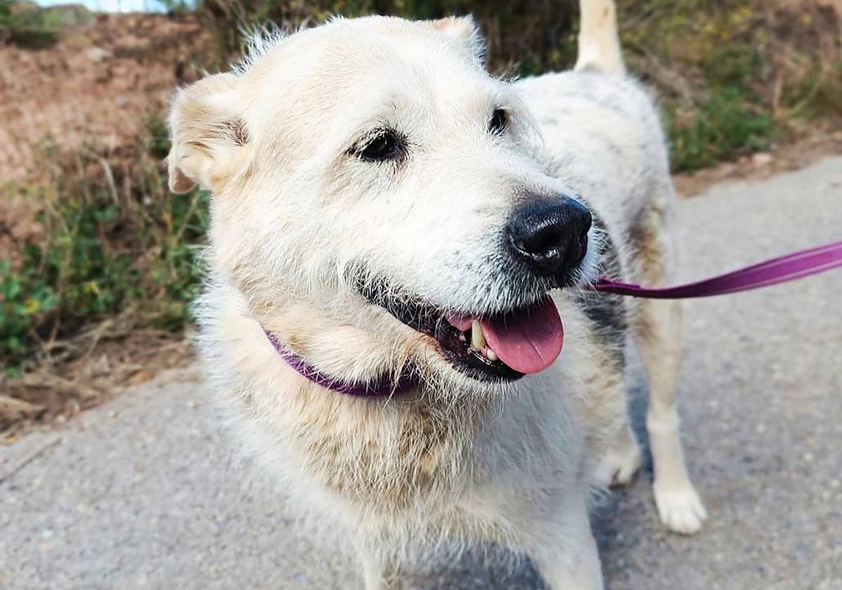 Luz busca una familia que le proporcione un hogar