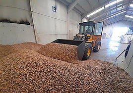 Recogiendo almendra en la SAT La Galera de Aldeanueva de Ebro para cargarla en el camión del comprador.