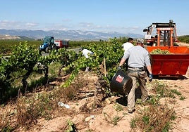 Vaivén de tractores en vendimia, ayer en Uruñuela.