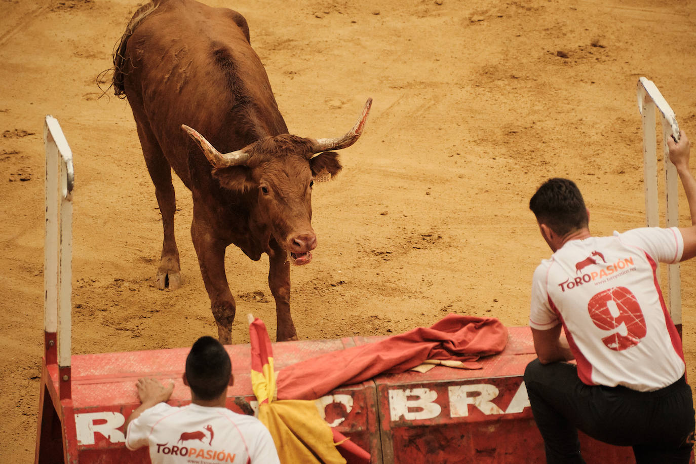 La primera jornada de vaquillas, un éxito