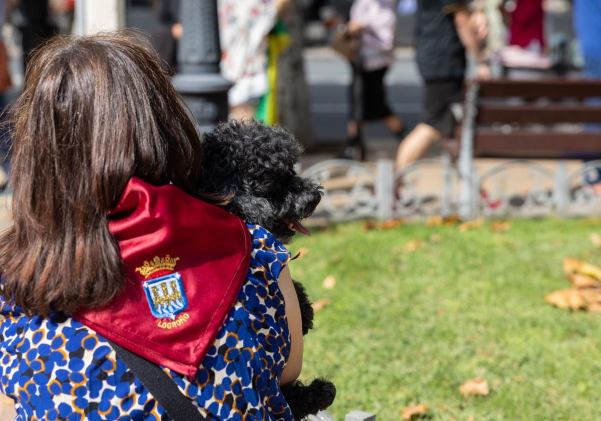 Arriba, una mujer con su perro en las fiestas de San Mateo de Logoño.