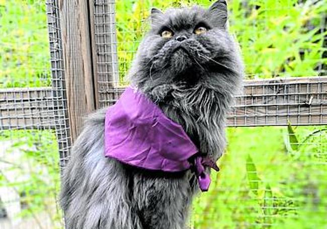 Abajo, un gato en Peludos con el pañuelo mateo.