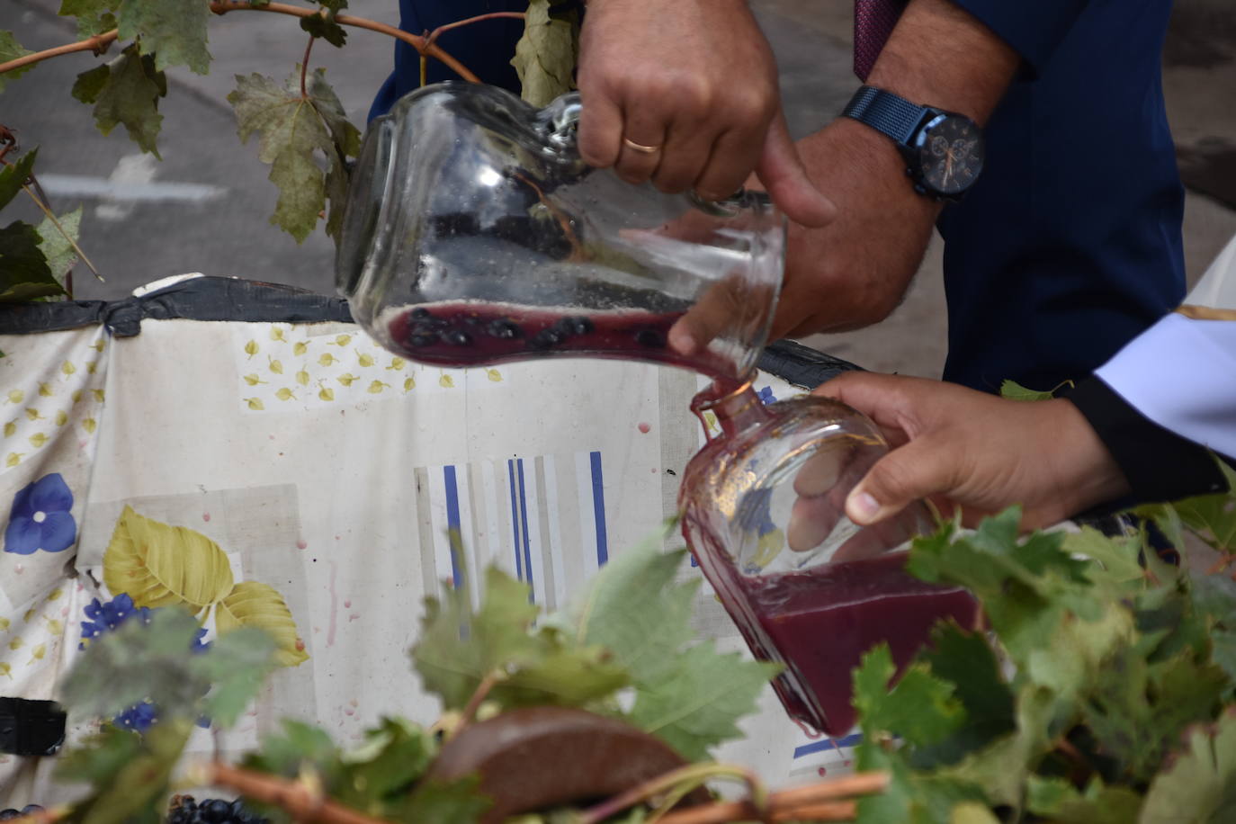 Imposición de pañuelos, procesión y pisado de la uva en Rincón de Olivedo