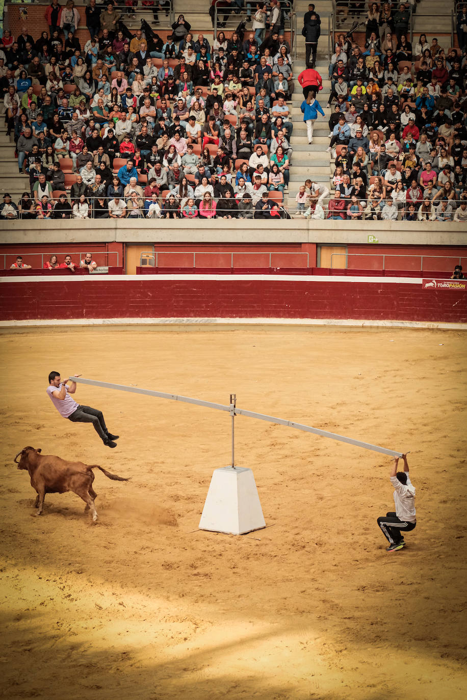 Emoción y risas en las vaquillas
