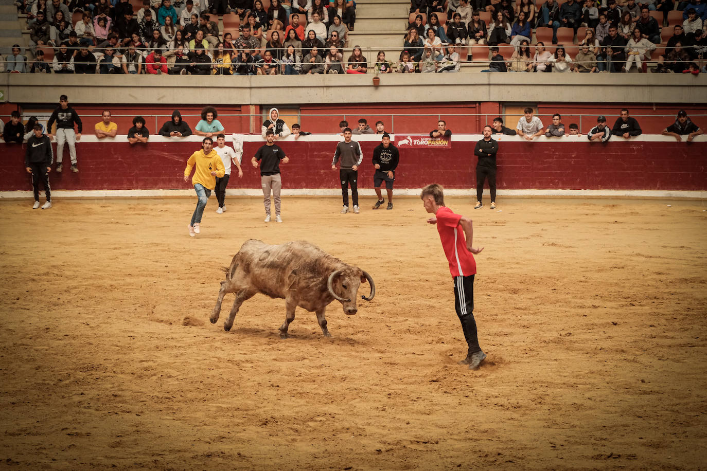 Emoción y risas en las vaquillas