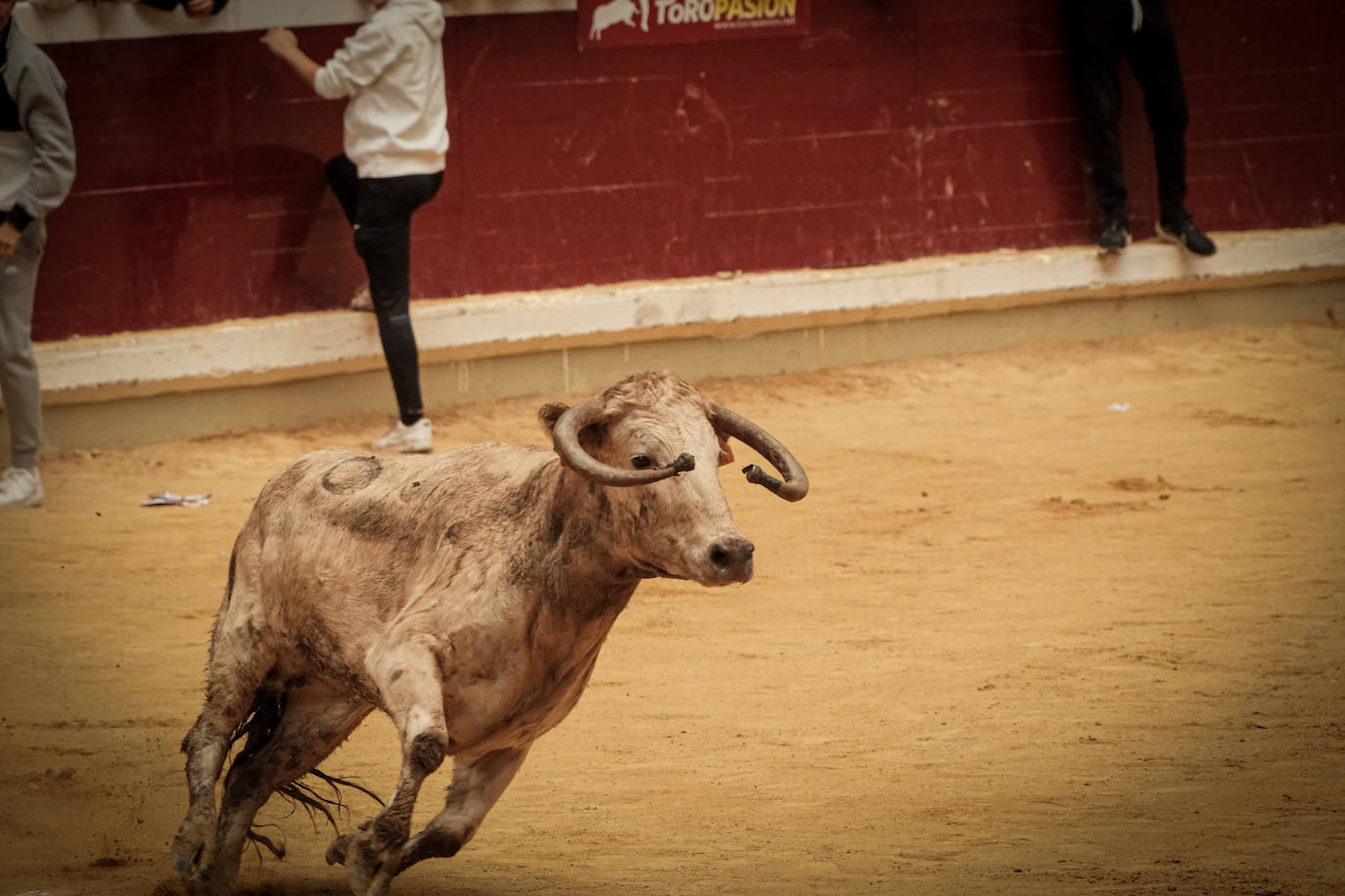 Emoción y risas en las vaquillas