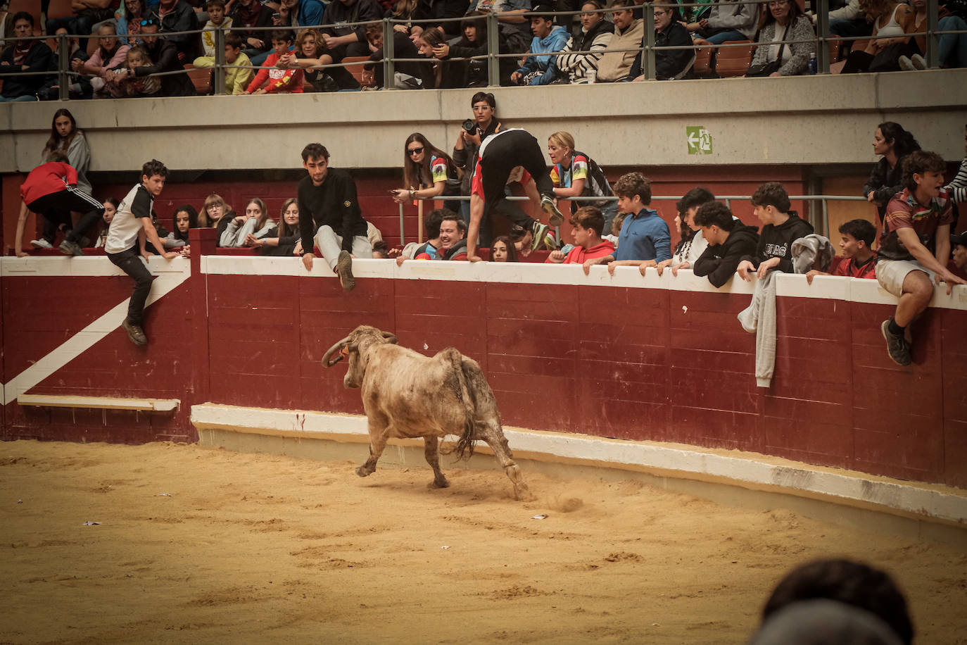 Emoción y risas en las vaquillas