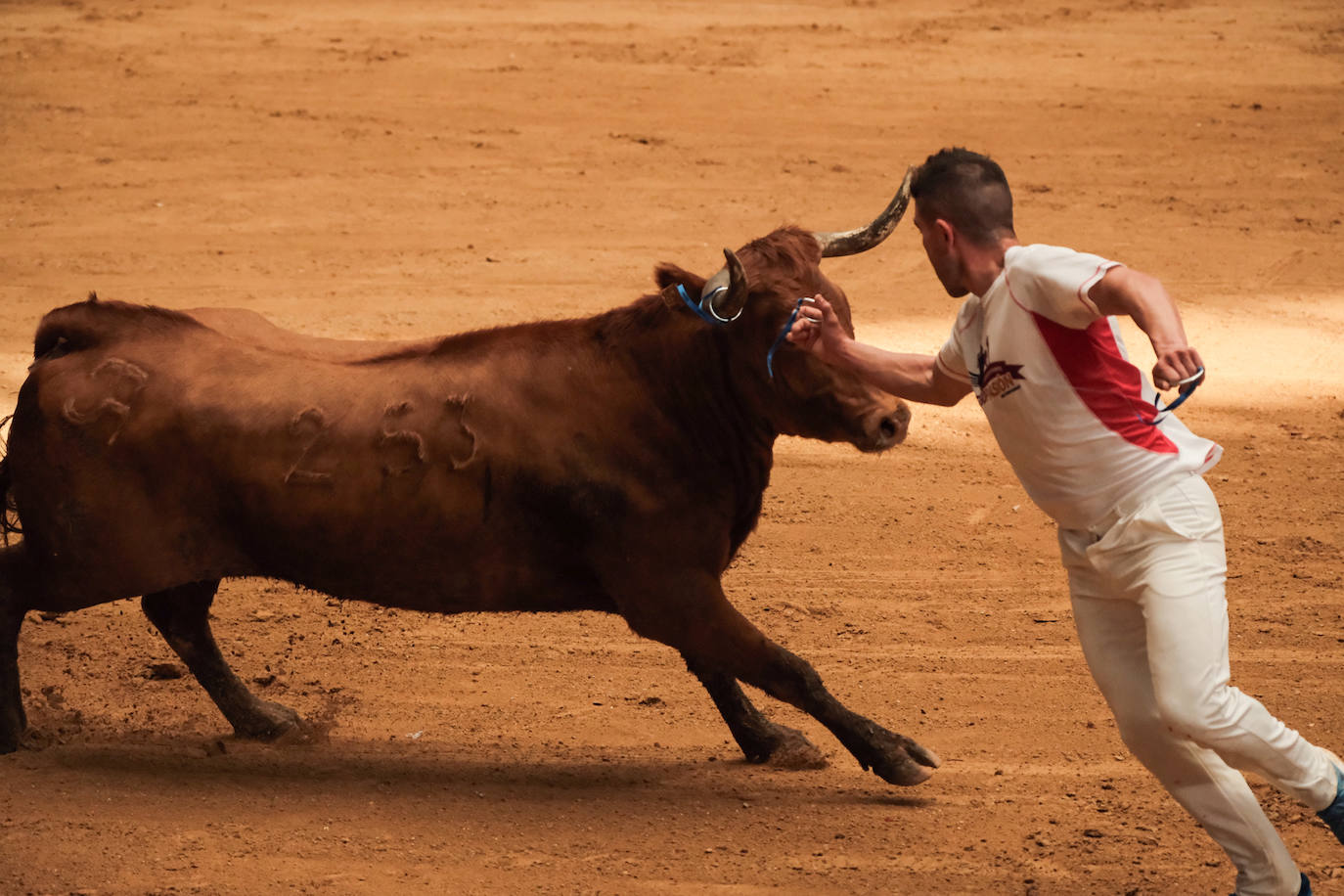 Las vaquillas no defraudan en el martes mateo
