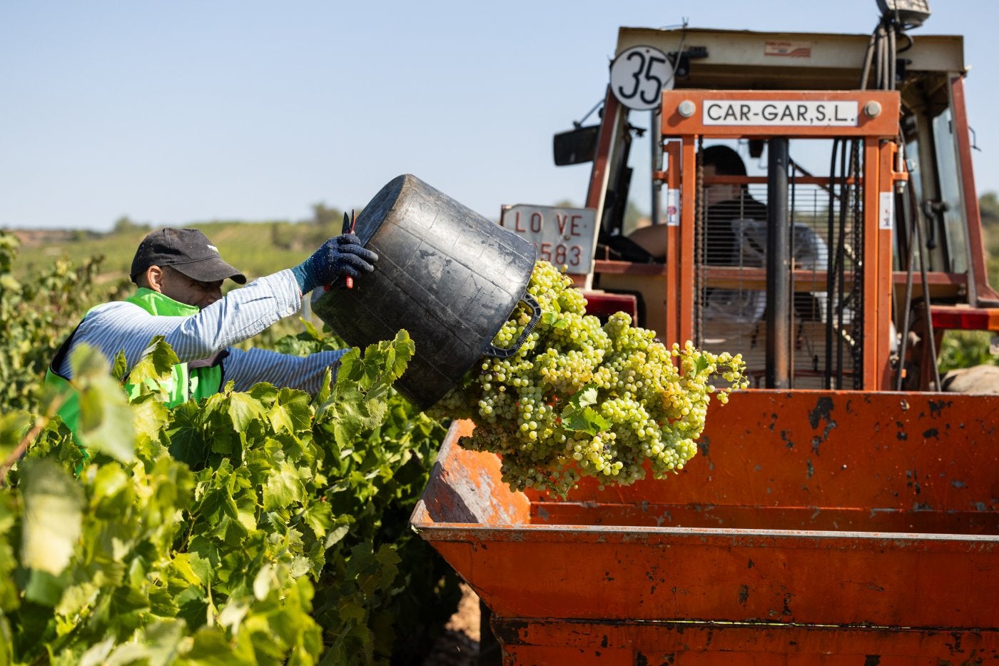 Vendimia de uva blanca en la localidad de Uruñuela.