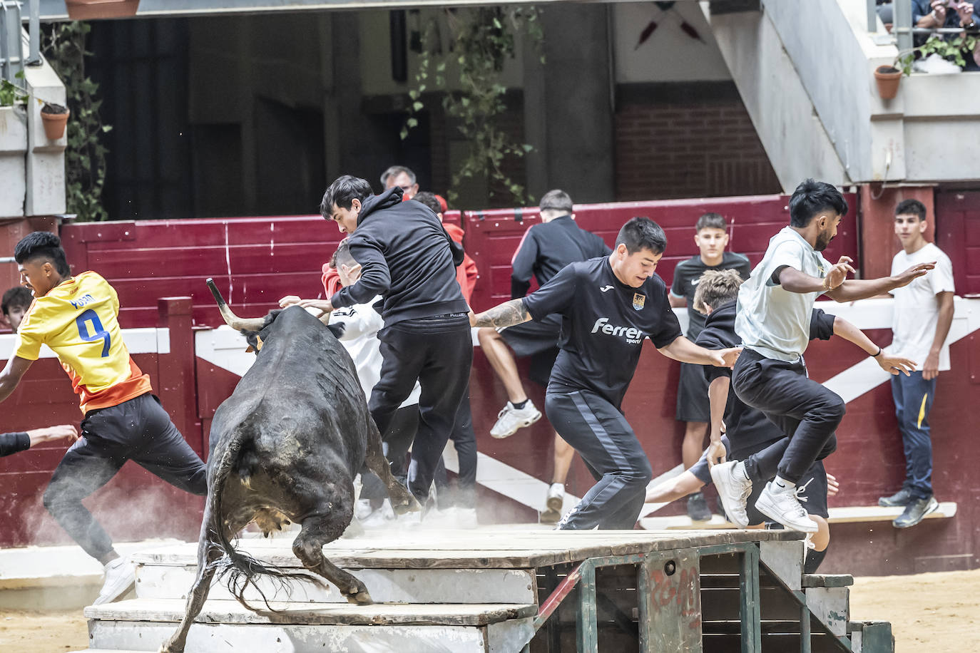 La Ribera acoge las vaquillas y el certamen de becerristas &#039;Quiero ser torero como Diego Urdiales&#039;