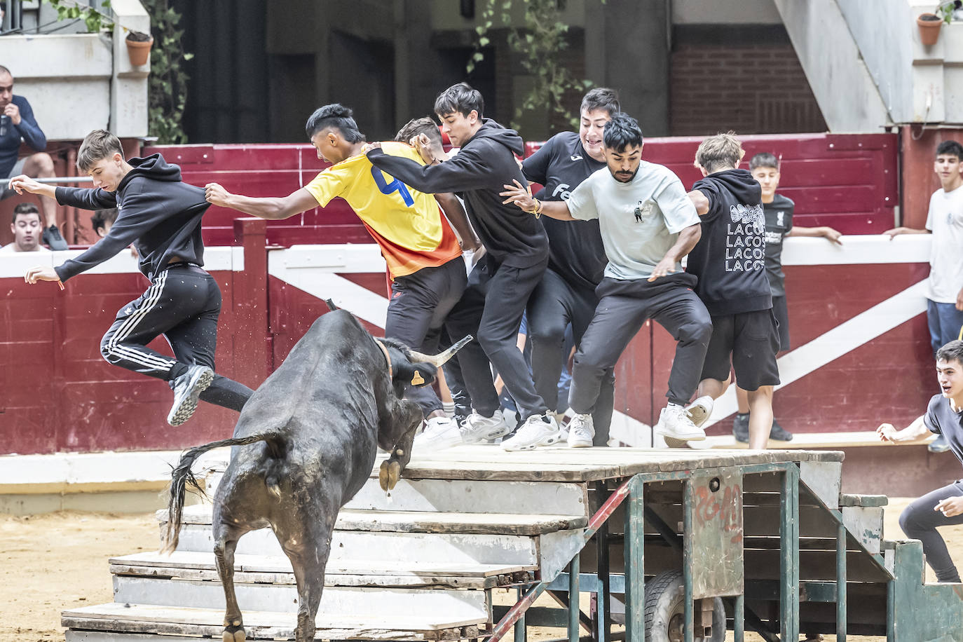 La Ribera acoge las vaquillas y el certamen de becerristas &#039;Quiero ser torero como Diego Urdiales&#039;