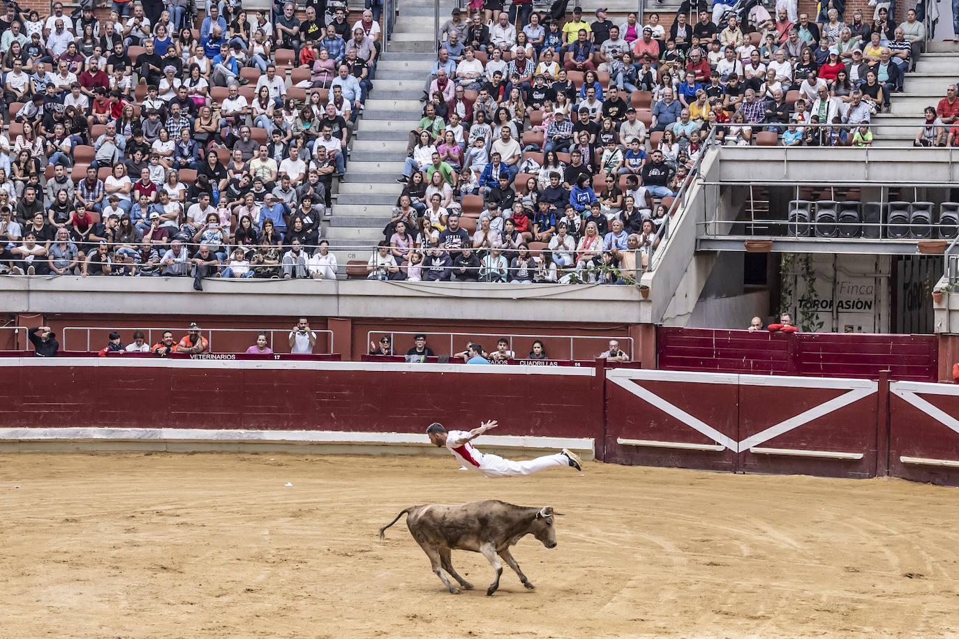 Éxito de público en La Ribera con los recortadores