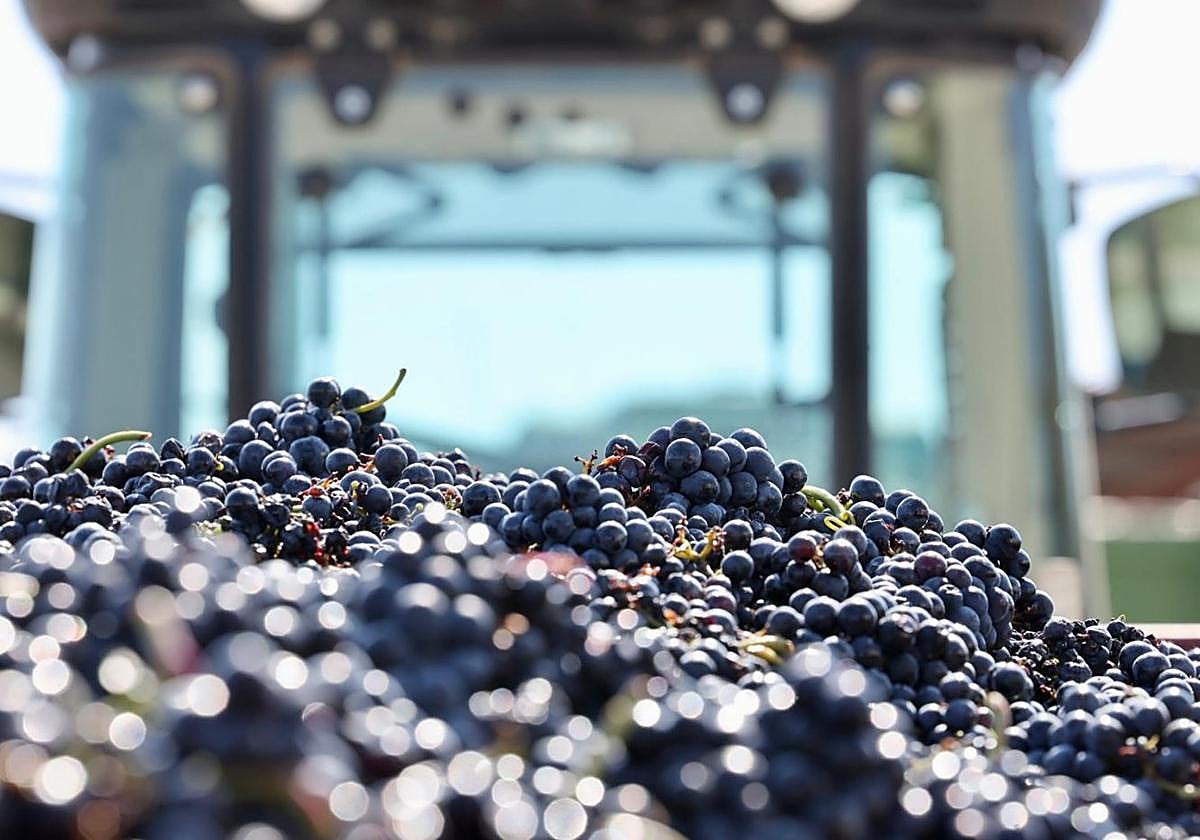 El doble filo de la Ley de la Cadena