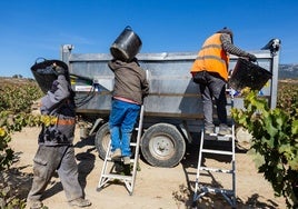 Una cuadrilla de temporeros trabajando en la vendimia.