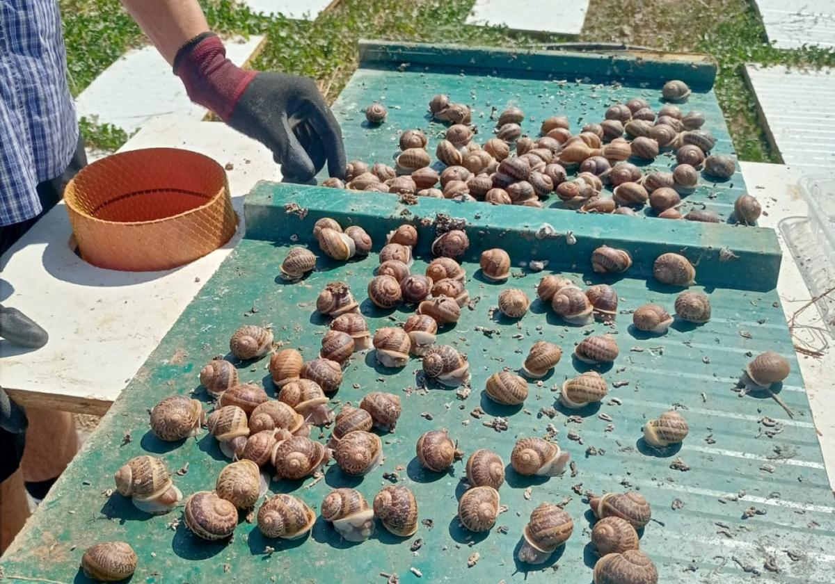 En julio se recoge el caracol, que se clasifica por dureza de concha.