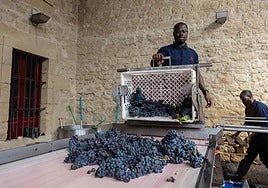 Entradas de uva en la mesa de selección óptima de Marqués de Riscal, el pasado martes.