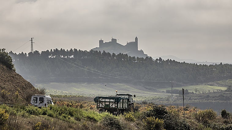 Remolque cargado con uvas estos días en La Rioja Alta
