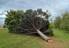 Árbol arrancado de cuajo en la zona de El Arco.