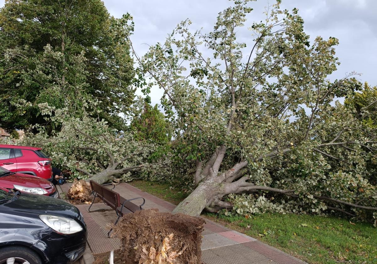 Rachas de viento de hasta 138 kilómetros por hora provocan caídas de árboles en La Rioja