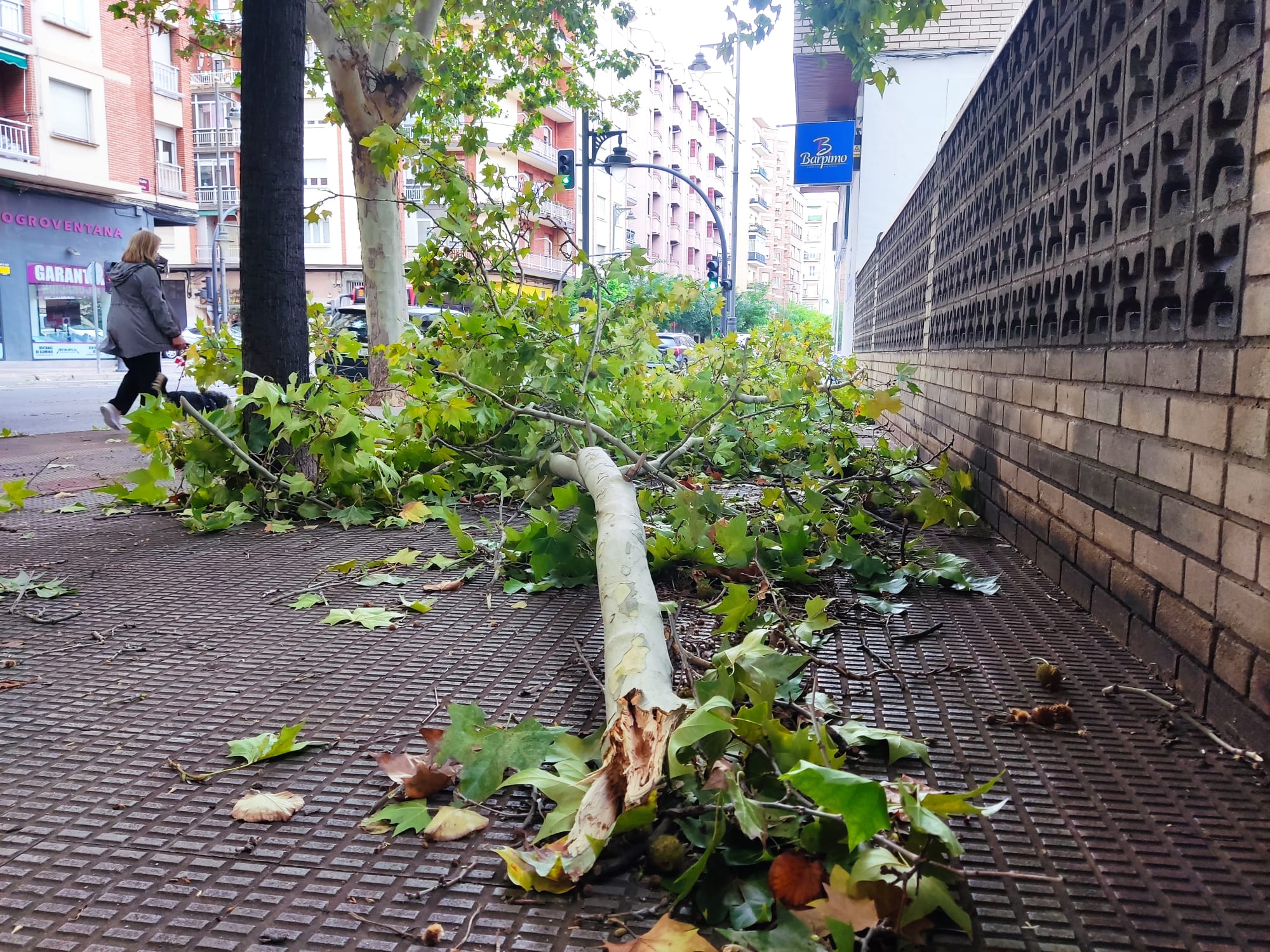 Más árboles caídos, en la calle Chile