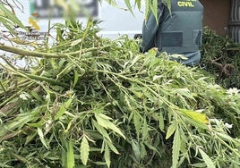 Plantas de marihuana que iban a ser robadas en Casalarreina.
