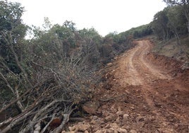 El colectivo ve injustificable la construcción de pistas forestales que afectan a varios encinares.