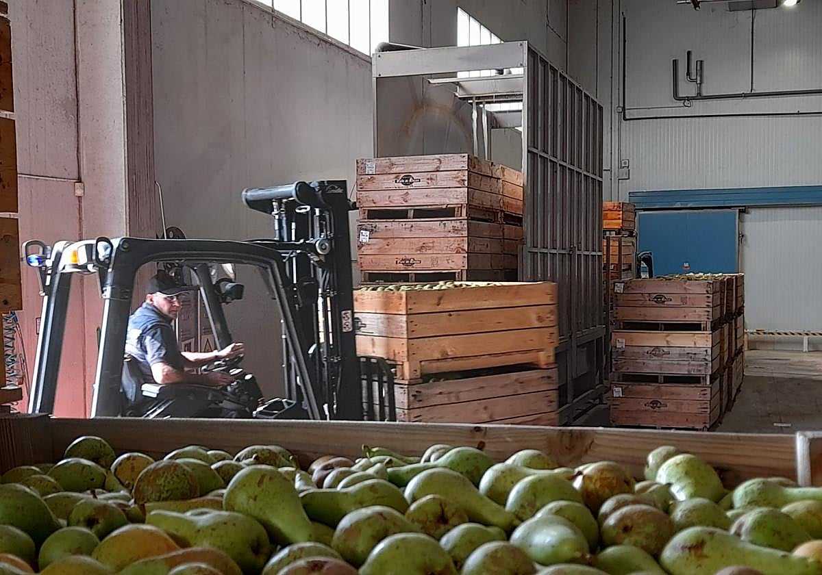 Recepción de pera en la SAT Valle de Rincón durante la campaña de 2024 de la DOP Peras de Rincón de Soto.